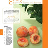 The cover of "A Year of Cupcakes" by Schiffer Publishing, Ltd. showcases peaches and offers inspiring mini-cake designs with creative decorating ideas.
