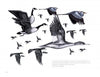 Inspired by wildlife art, "The Birds We Live With" by Schiffer Publishing, Ltd. features black and white illustrations of geese, herons, and ducks in mid-flight, with overlapping birds and detailed linework plus text at the bottom right.
