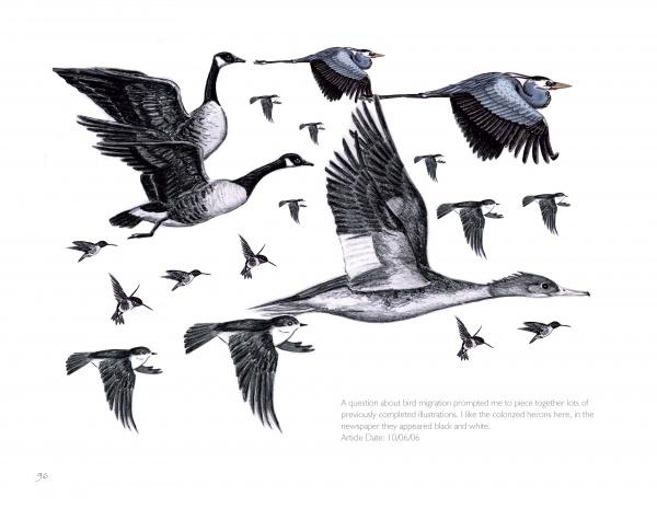 Inspired by wildlife art, "The Birds We Live With" by Schiffer Publishing, Ltd. features black and white illustrations of geese, herons, and ducks in mid-flight, with overlapping birds and detailed linework plus text at the bottom right.