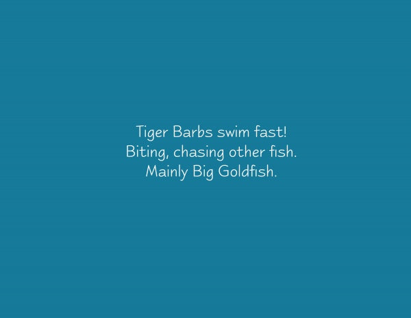White text on a blue background reads: In The Fish Tank by Schiffer Publishing, Ltd., Tiger Barbs swim fast—biting and chasing other fish, especially the Big Goldfish. It’s a real fish tank story!.