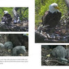 “Mr. President and The First Lady” by Schiffer Publishing, Ltd. features five photos of American bald eagles watching over their chicks in a nest at the National Arboretum, as captured by the DC Eagle Cam.