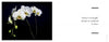 A cluster of white orchids with yellow centers, inspired by modern arrangements, appears against black on the left; on the right, text reads: beauty is not fought, but put on a pedestal to shine. From Perishable Poetics by Schiffer Publishing, Ltd.