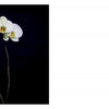 A cluster of white orchids with yellow centers, inspired by modern arrangements, appears against black on the left; on the right, text reads: beauty is not fought, but put on a pedestal to shine. From Perishable Poetics by Schiffer Publishing, Ltd.
