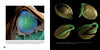 Close-up of a Cannabis seed embryo with a blue-green bulge, plus four seeds sprouting green shoots, all on black. Microscopic imagery highlights the early growth of Cannabis. Product by Schiffer Publishing, Ltd.