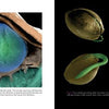 Close-up of a Cannabis seed embryo with a blue-green bulge, plus four seeds sprouting green shoots, all on black. Microscopic imagery highlights the early growth of Cannabis. Product by Schiffer Publishing, Ltd.
