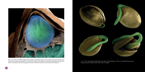 Close-up of a Cannabis seed embryo with a blue-green bulge, plus four seeds sprouting green shoots, all on black. Microscopic imagery highlights the early growth of Cannabis. Product by Schiffer Publishing, Ltd.