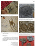 A collage from Schiffer Publishing, Ltd.’s “More Paleozoic Fossils” showcases five fossil specimens—such as ophiuroids and edrioasteroids—each with a coin for scale and text about early echinoderms and ancient marine life.