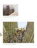 Experience North American owls with "The Great Horned Owl" from Schiffer Publishing, Ltd., featuring stunning photography of an owl by a building and another with chicks in a cactus nest.