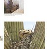 Experience North American owls with "The Great Horned Owl" from Schiffer Publishing, Ltd., featuring stunning photography of an owl by a building and another with chicks in a cactus nest.