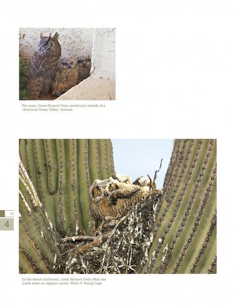 Experience North American owls with "The Great Horned Owl" from Schiffer Publishing, Ltd., featuring stunning photography of an owl by a building and another with chicks in a cactus nest.