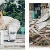 Two images from The Dogs of Cuba by Schiffer Publishing, Ltd.: Left—three dogs on a white couch outdoors. Right—a black and white street dog stands by rubble near a stone wall. Photos by Emmy Park.