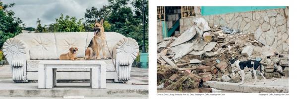Two images from The Dogs of Cuba by Schiffer Publishing, Ltd.: Left—three dogs on a white couch outdoors. Right—a black and white street dog stands by rubble near a stone wall. Photos by Emmy Park.
