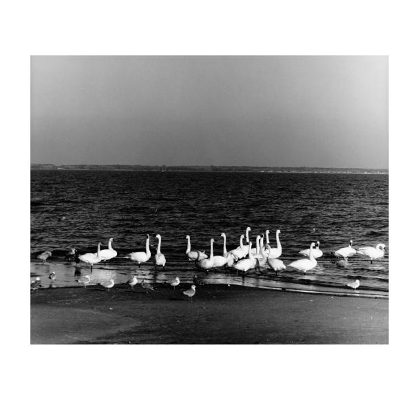 A group of swans stands in shallow water near the shore as seagulls linger close by. Reminiscent of Marion Warren's style, "Just Passing Through" by Schiffer Publishing, Ltd. captures the tranquil sea under a clear sky in striking black and white.