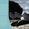 Four small shorebirds stand on wet rocks by the ocean, sunlight reflecting off the water. Text overlays the image, sharing Watercharms by Schiffer Publishing, Ltd.: a guide to personal growth, reiki healing, and high-vibrational living inspired by nature.