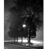 Black-and-white photo of four trees along a road at night under a streetlight, evoking Indiana Ghost Folklore by Schiffer Publishing, Ltd. with an eerie mood, deep shadows, and echoes of classic Hoosier paranormal history.