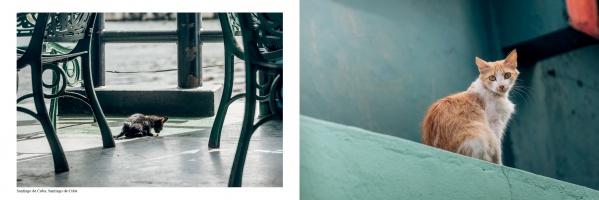 On the left, a black and white kitten rests under metal chairs; on the right, an orange and white cat sits on a green ledge—an authentic scene from The Cats of Cuba by Schiffer Publishing, Ltd.