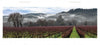 A vineyard with leafless grapevines and bare trees extends into misty hills—evoking the classic scenery featured in "Back Roads of Northern California" by Schiffer Publishing, Ltd.