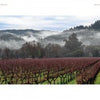 A vineyard with leafless grapevines and bare trees extends into misty hills—evoking the classic scenery featured in "Back Roads of Northern California" by Schiffer Publishing, Ltd.