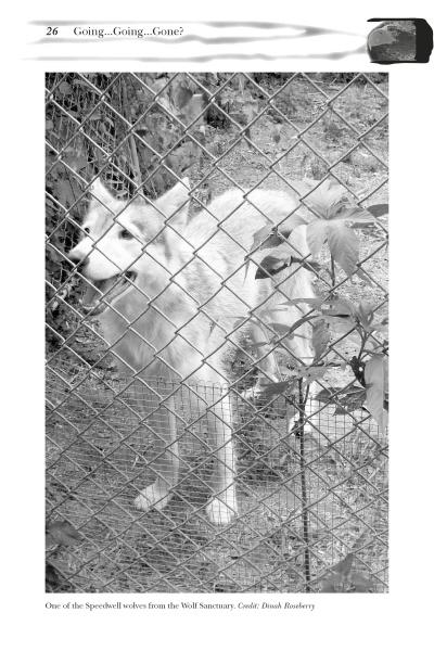 A black and white image evokes the mysterious allure of cryptozoology, featuring a white wolf behind a chain-link fence, reminiscent of creatures from "Strange Pennsylvania Monsters" by Schiffer Publishing, Ltd.