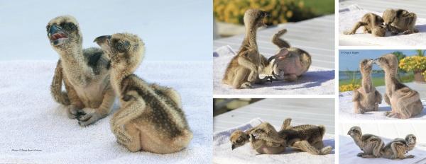 A collage from "Inside an Osprey’s Nest" by Schiffer Publishing, Ltd. shows two fluffy baby birds cuddling and squawking on a white towel during lively nesting season, set against a sunny outdoor backdrop.