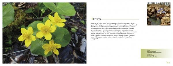 A close-up of bright yellow flowers and green leaves on a Hudson River Valley forest floor from "Hudson Valley Reflections" by Schiffer Publishing, Ltd.—ideal for New York travel guides, with a spring passage and a bee-on-flower image.