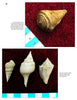 Cenozoic Fossils 1 from Schiffer Publishing, Ltd. features four fossilized sea snail shells from the Green River Formation on a red surface, with a blue-and-white ruler for scale. The top image shows one shell, the bottom image displays three fossils.