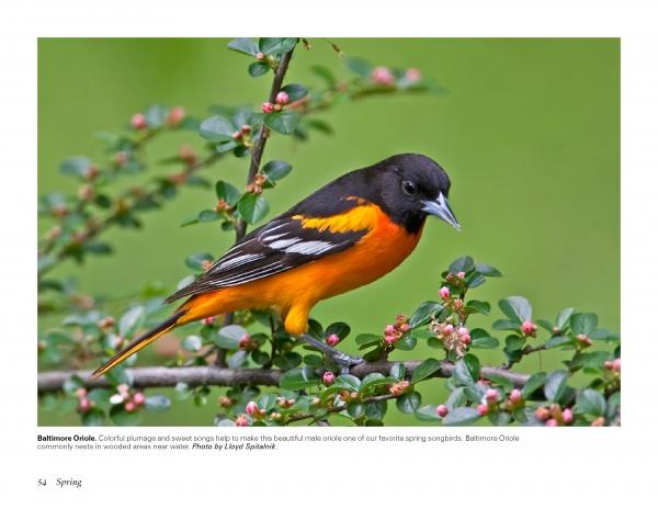 The book "Birds of Cape May, New Jersey" by Schiffer Publishing, Ltd. showcases vivid images of wildlife, such as a striking Baltimore Oriole with bright plumage perched among green leaves and pink buds—ideal for bird photography enthusiasts.
