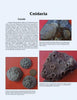 A page in *More Paleozoic Fossils* by Schiffer Publishing, Ltd. showcases text on corals and three fossil coral images beside a coin for scale, each labeled and described on a light blue background.