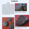 A page in *More Paleozoic Fossils* by Schiffer Publishing, Ltd. showcases text on corals and three fossil coral images beside a coin for scale, each labeled and described on a light blue background.