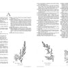 old apothecary terms