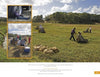 Workers harvest and bag berries in a field under a cloudy sky, showcasing the dedication found in Farms of Cape Cod by Schiffer Publishing, Ltd. Insets show a machine in use and workers taking a break with a dog.