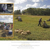 Workers harvest and bag berries in a field under a cloudy sky, showcasing the dedication found in Farms of Cape Cod by Schiffer Publishing, Ltd. Insets show a machine in use and workers taking a break with a dog.