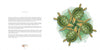 A spread from *Nature Mandalas Wonders of the Earth, Wind, and Sea* by Schiffer Publishing, Ltd. shows text about sea turtles on the left and five green sea turtles forming a mandala on a light blue-green background on the right.