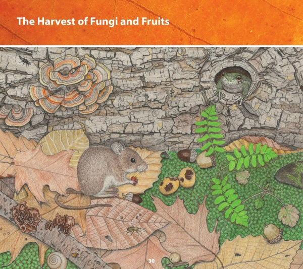 An illustration from "In Mouse's Backyard" by Schiffer Publishing, Ltd. shows a mouse eating fruit on the forest floor, with mushrooms, fallen leaves, plants, seeds, insects, and a frog peeking from a hole in a tree trunk.