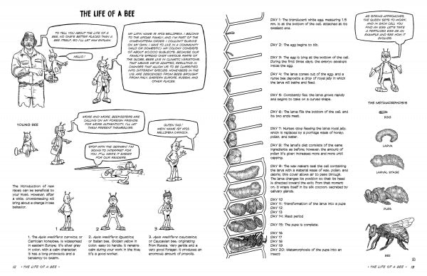 The Graphic Guide to Beekeeping by Schiffer Publishing, Ltd. is a two-page illustrated guide with cartoon bees at each life stage, labeled honeycomb diagrams, and step-by-step bee larvae development images with clear explanatory text.