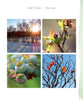 A collage from "Out in Blue Fields" by Schiffer Publishing, Ltd.: snowy winter trees, spring buds, unripe summer blueberries on Cape Cod, and autumn branches with orange leaves against a blue sky.