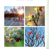 A collage from "Out in Blue Fields" by Schiffer Publishing, Ltd.: snowy winter trees, spring buds, unripe summer blueberries on Cape Cod, and autumn branches with orange leaves against a blue sky.