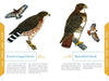 The field guide "An Illustrated Guide to the Common Birds of Cape Cod" by Schiffer Publishing, Ltd. features illustrations and descriptions of the Broad-winged Hawk and Red-tailed Hawk, ideal for birdwatching and learning about local birds.