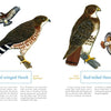 The field guide "An Illustrated Guide to the Common Birds of Cape Cod" by Schiffer Publishing, Ltd. features illustrations and descriptions of the Broad-winged Hawk and Red-tailed Hawk, ideal for birdwatching and learning about local birds.