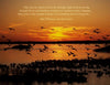 Birds of Cape May, New Jersey by Schiffer Publishing, Ltd. features silhouettes of birds flying over a sunset lake, evoking migration. A Walt Whitman quote about birds flying at night appears at the top center, celebrating wildlife photography.