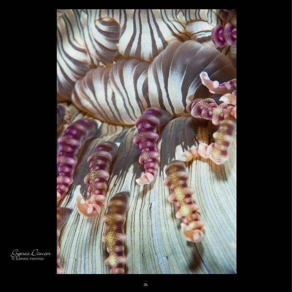 Close-up of pink, purple, and cream marine forms with soft, wavy textures creates an abstract underwater scene, inspired by Beverly Factor's sea life photos from "Seaduction" by Schiffer Publishing, Ltd.
