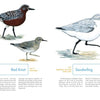 An Illustrated Guide to the Common Birds of Cape Cod by Schiffer Publishing, Ltd. features Red Knot and Sanderling illustrations with brief descriptions, making it an ideal field guide for bird watchers.