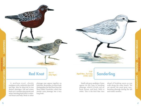 An Illustrated Guide to the Common Birds of Cape Cod by Schiffer Publishing, Ltd. features Red Knot and Sanderling illustrations with brief descriptions, making it an ideal field guide for bird watchers.
