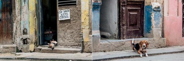 A close-up of a wall, highlighting textures and colors reminiscent of The Dogs of Cuba by Schiffer Publishing, Ltd., inspired by dogs roaming vibrant Cuban streets.