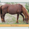 A Chincoteague pony grazes in a sandy, green landscape on a Schiffer Publishing Chincoteague Pony Identification Card, framed with a decorative border and labeled WILD BILL at the bottom.