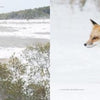 A red fox crosses snowy ground as the snowy landscape of Assateague Island appears behind, beautifully captured in "Natural Wonders of Assateague Island" by Schiffer Publishing, Ltd.
