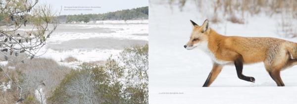 A red fox crosses snowy ground as the snowy landscape of Assateague Island appears behind, beautifully captured in "Natural Wonders of Assateague Island" by Schiffer Publishing, Ltd.
