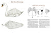 50 Bird Woodcarving Patterns by Schiffer Publishing, Ltd. features side and top illustrations of mute swans with labeled anatomy like the underbill and top bill—perfect references for accurate woodcarving patterns, with text descriptions for each diagram.