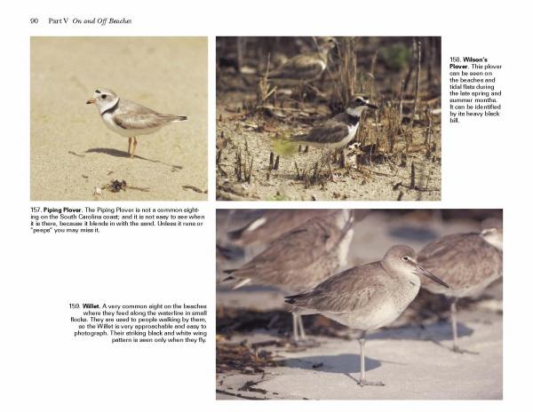 A page from Birds of Coastal South Carolina by Schiffer Publishing, Ltd. features photos and details of shoreline birds—Piping Plover, Wilson’s Plover, and Willet—along with stunning beach habitat photography.