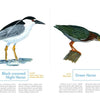 Two Cape Cod favorites—a Black-crowned Night Heron standing in water and a Green Heron perched nearby—are featured in "An Illustrated Guide to the Common Birds of Cape Cod" by Schiffer Publishing, Ltd., with notes on their markings and habitats.